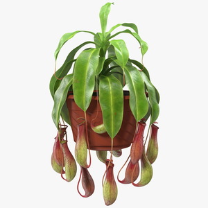 Tropical Pitcher Plant in Pot 3D model