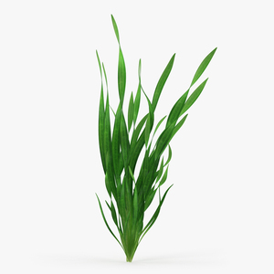 3D model Straight Vallisneria Aquarium Plant