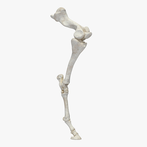 Horse Front Leg 2 3D