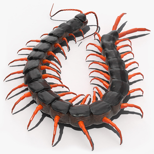 Red Scolopendra Subspinipes 3D