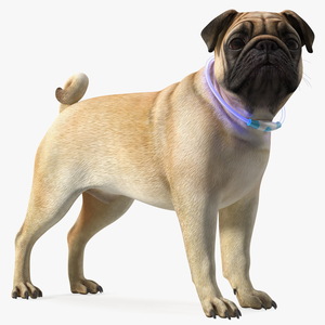 3D Pug Dog in LED Collar