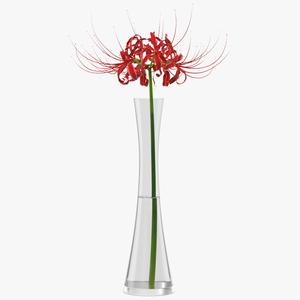 Lycoris Radiata in Glass Vase 3D model