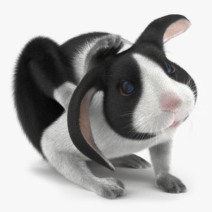 Black Rabbit Pose 4 3D model