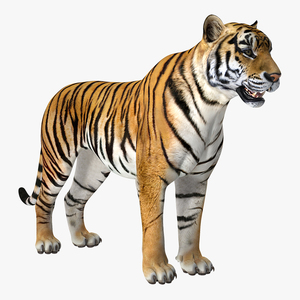 Tiger 3D model