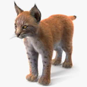 Lynx Cub Fur 3D