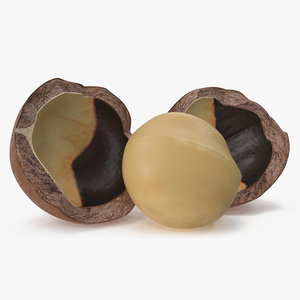 Split Macadamia Nut 3D model