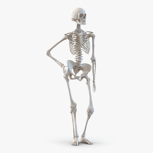 3D Human Female Skeleton Pose 2 model