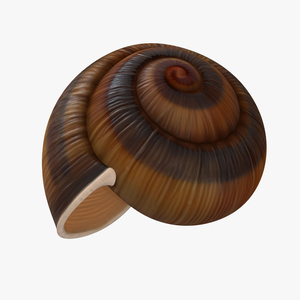 3D Snail Shell