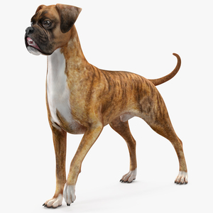 3D model Boxer Dog Tiger Colored Rigged