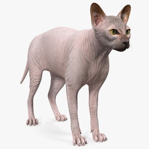 3D Dark Cream Sphynx Cat