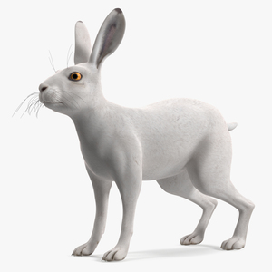 Winter Jackrabbit Rigged 3D model