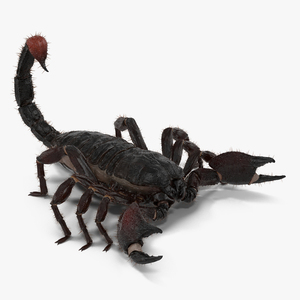 3D Black Scorpion with Fur model