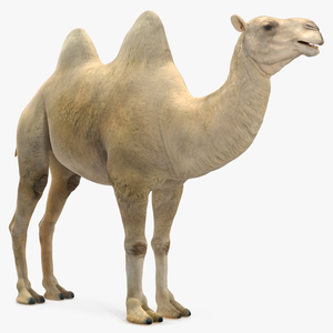 3D Bactrian Camel Light Colored model