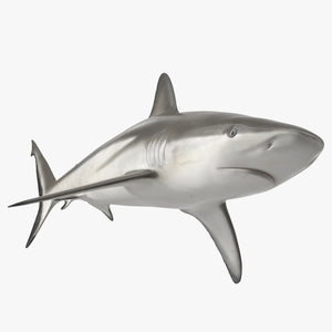 3D model Realistic Grey Reef Shark