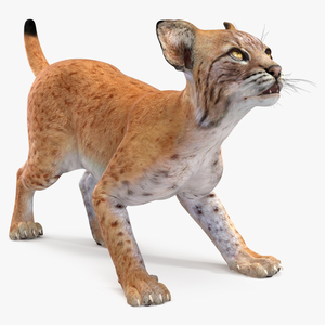 3D model Lynx Cub Rigged