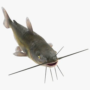 3D model Channel Catfish Ictalurus Punctatus