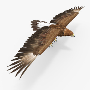 Realistic Golden Eagle T Pose 3D model