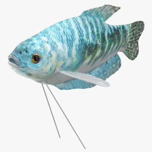 3D model Marbled Gourami Fish