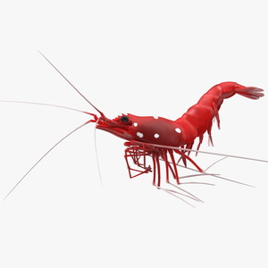 3D model Fire Shrimp Fur