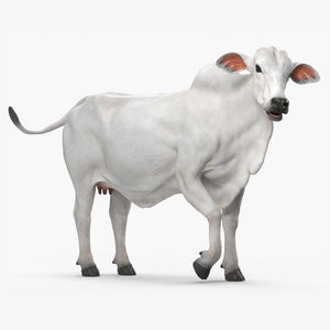 Ongole Cattle Female Rigged 3D