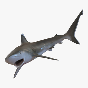 Silvertip Shark Pose 2 3D