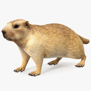 3D Alpine Marmot model