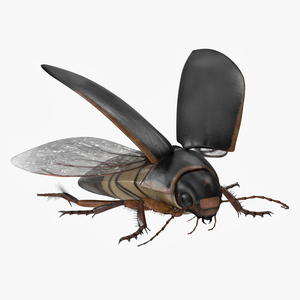 Aquatic Beetle Black Realistic Flying 3D