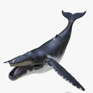 3D model Humpback Whale Rigged for Maya