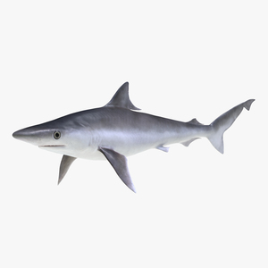 3D model Milk Shark