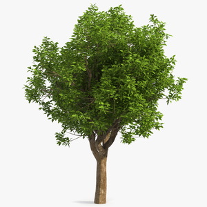 3D model Green Pistachio Tree