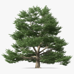 3D Cedrus Libani Big Green Tree model