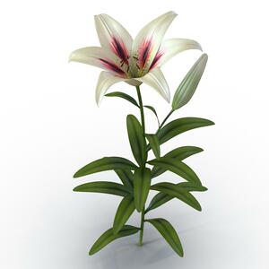 3D White Asiatic Lily model