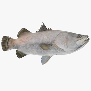 3D model Barramundi or Lates Calcarifer Fish