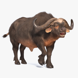 Cape Buffalo African Buffalo with Fur Rigged 3D model