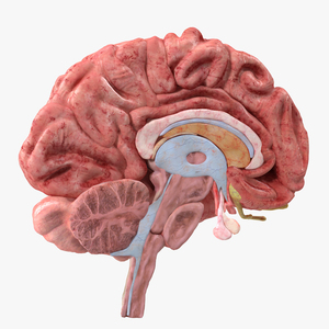 Brain Cross Section 3D model