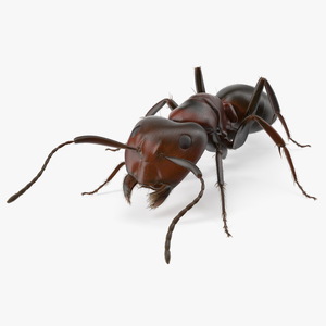 Realistic Ant Insect Fur 3D model