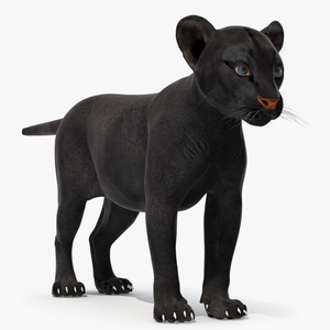 3D Black Panther Cub Standing Pose