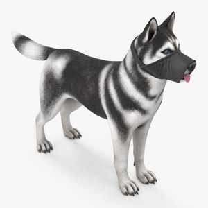 3D Siberian Husky with Nylon Dog Muzzle