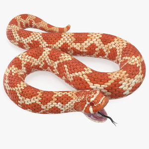 Red Hognose Snake Attack Pose 3D model