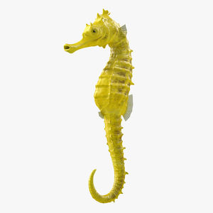 Slender Seahorse Hippocampus Reidi 3D model