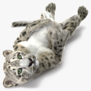 Snow Leopard Cub in Lying Playful Pose Fur 3D