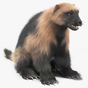 3D Wolverine Light Color Sitting Pose Fur model