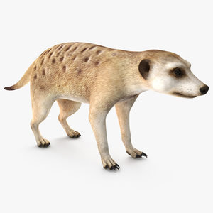 3D model Meerkat Neutral Pose