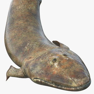 3D Tiktaalik Bony Fish Swimming model