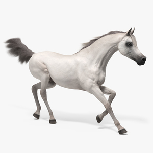 3D Galloping Arabian Horse White Fur model