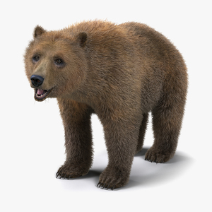 3D Brown Bear with Fur Rigged