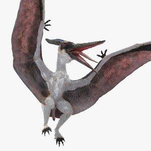 3D Pterosaur Pteranodon White Landing Pose with Fur model