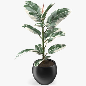 3D Ficus Elastica Variegata in Pot