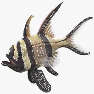 3D Banggai Cardinalfish Neutral Pose model