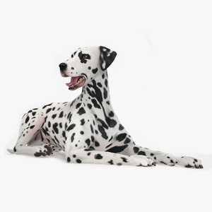 3D Spotted Lying Dalmatian Dog Fur